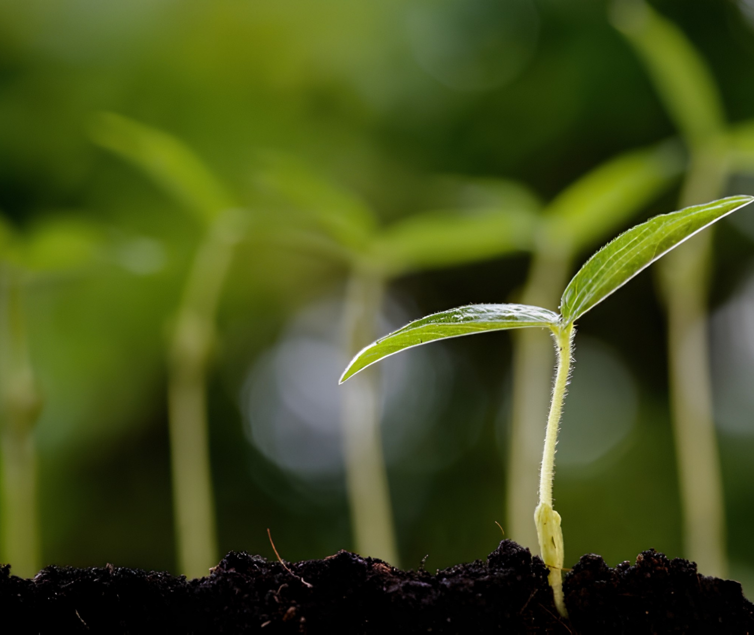 seed-company-2nd-banner