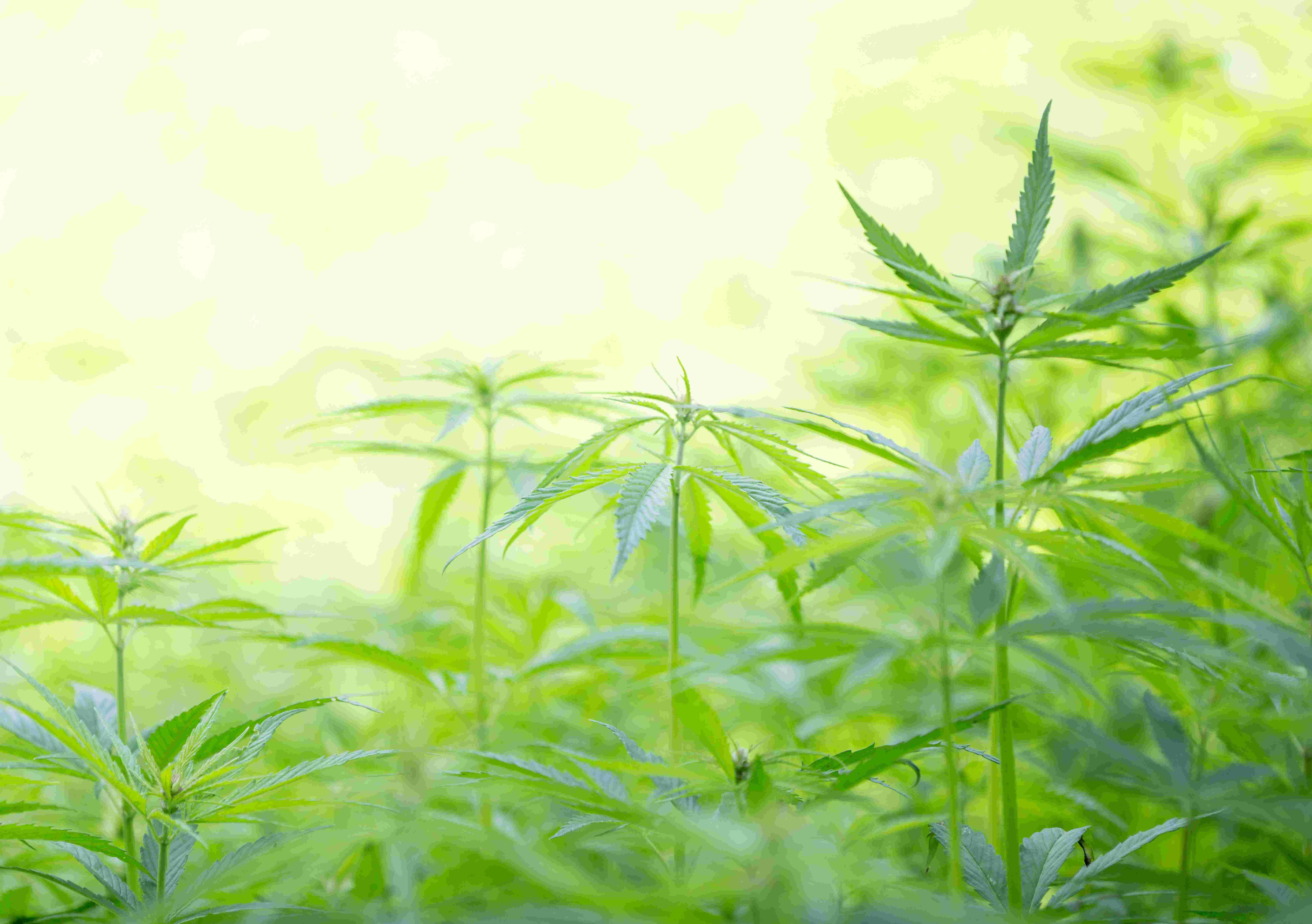 young-cannabis-plants-marijuana-close-up_7669x5404px