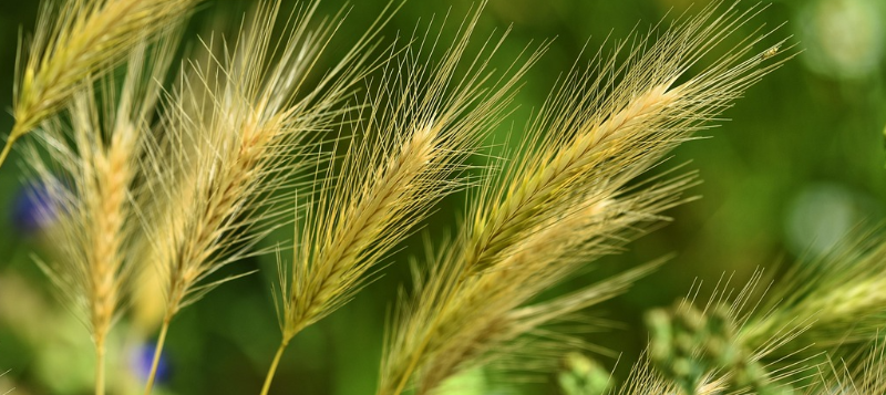 agro-foxtail-barley800x357