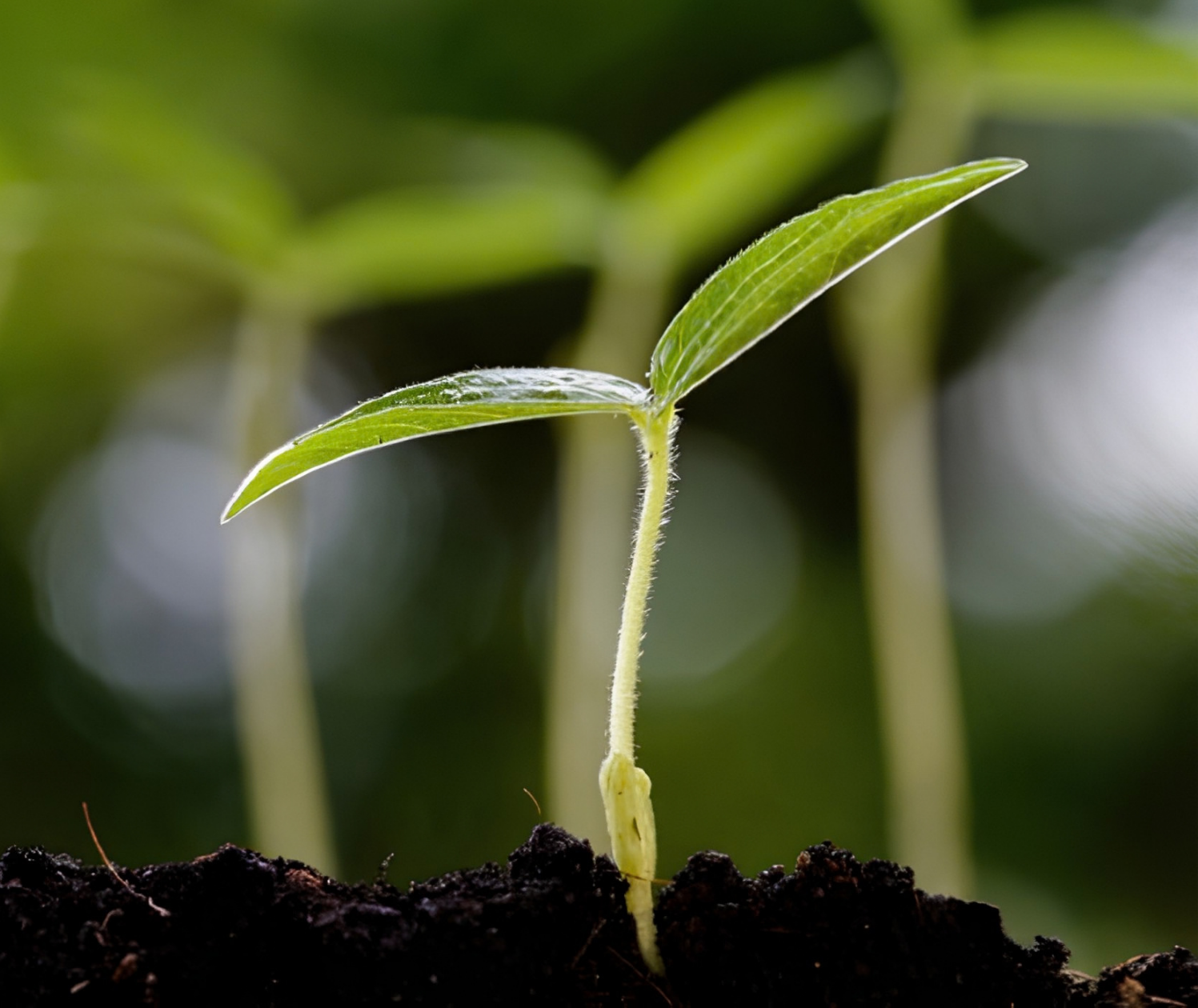 seed-company-2nd-banner-2