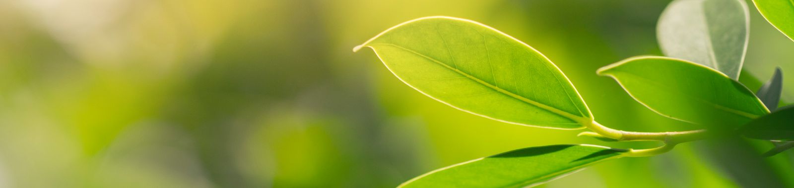sustainability