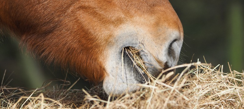 agro-horse-forage-close-up-2-800x357