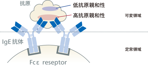 Point 1 特異的IgE抗体には、症状を呈する高親和性抗体と症状を呈さない低親和性抗体があります1),2)