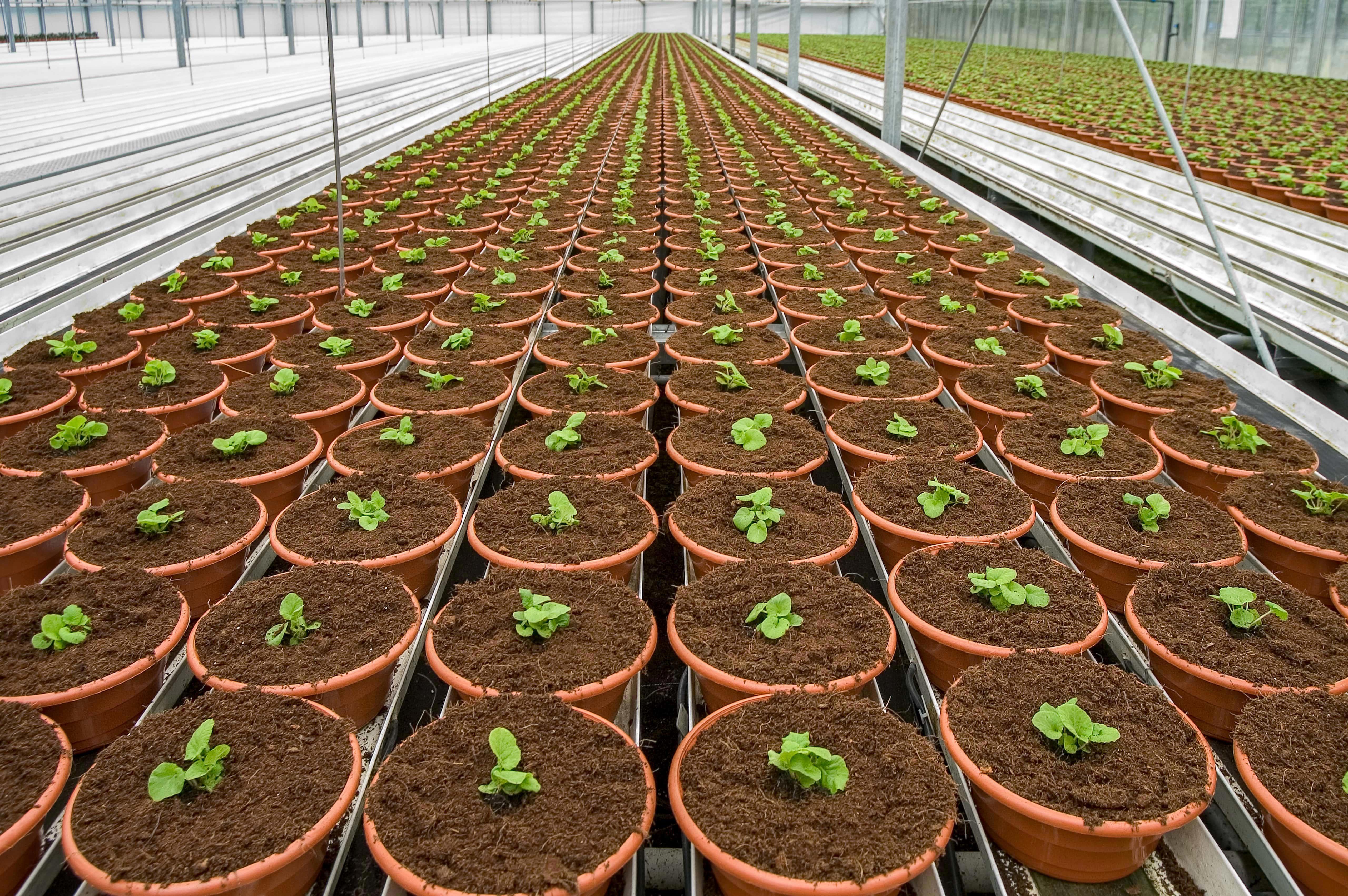 agro-seedlings-in-potting-soil-medium-greenhouse