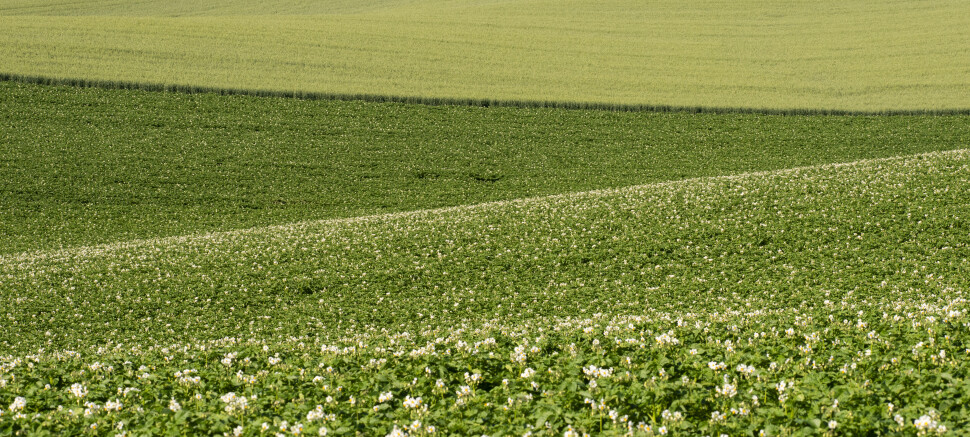 agro-crop-field-with-flowering-plants-hill