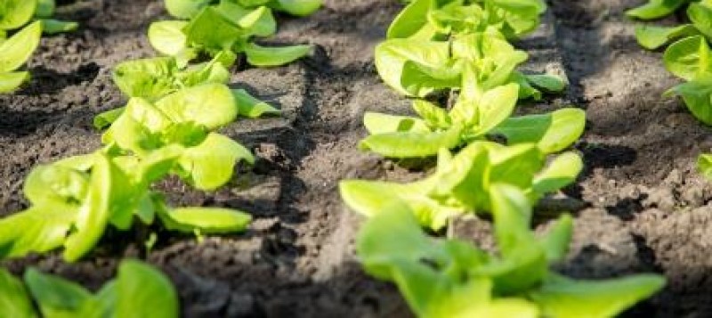 agro-crop-lettuce-plans