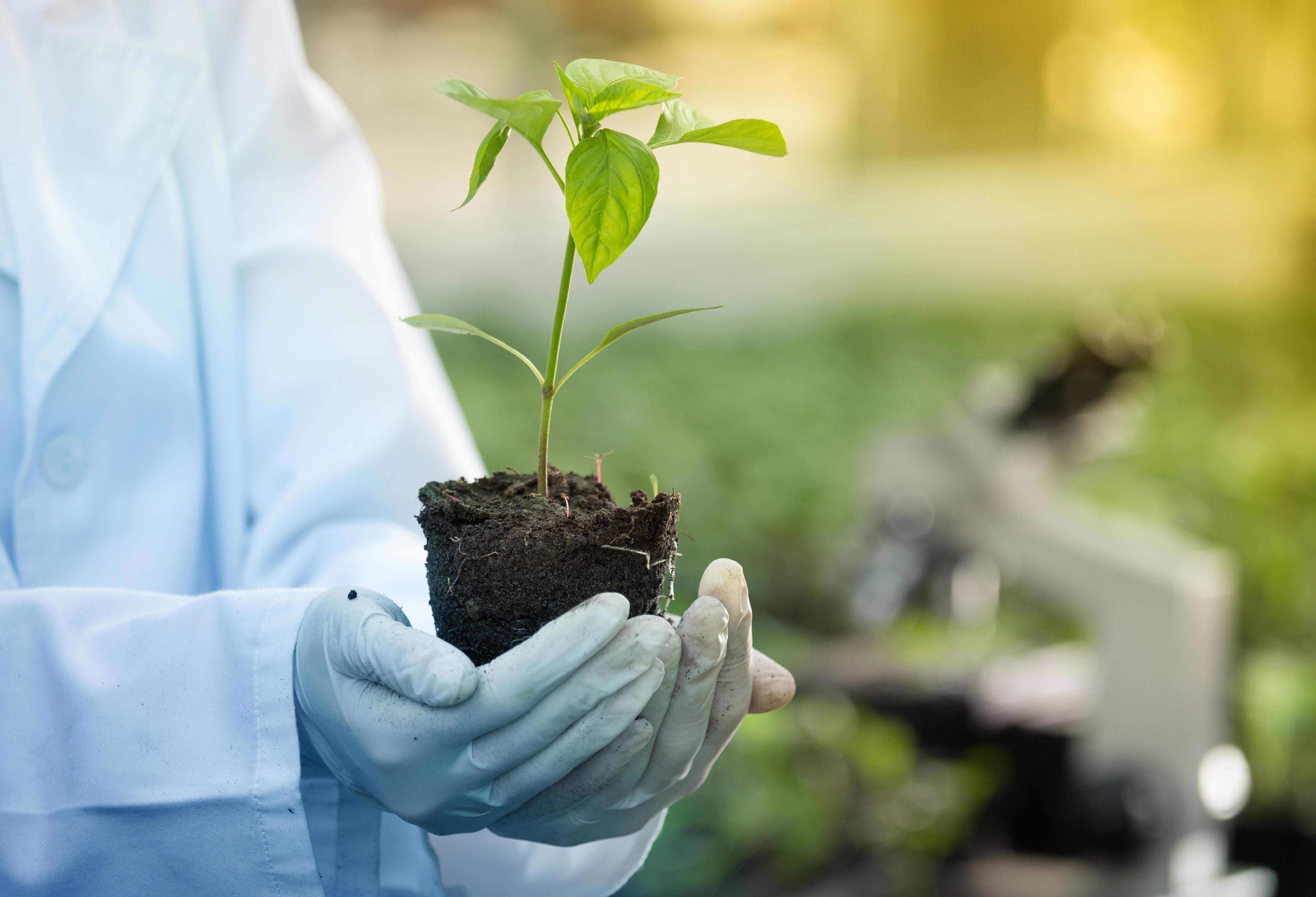 close-up-of-seedling-in-agronomists-hands-with-gloves-and-white-coat-in-greenhouse-xl_7224x4884px
