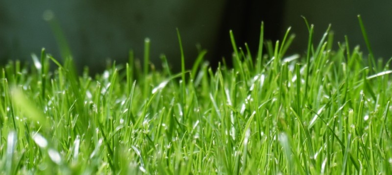 agro-fresh-grass-check-3