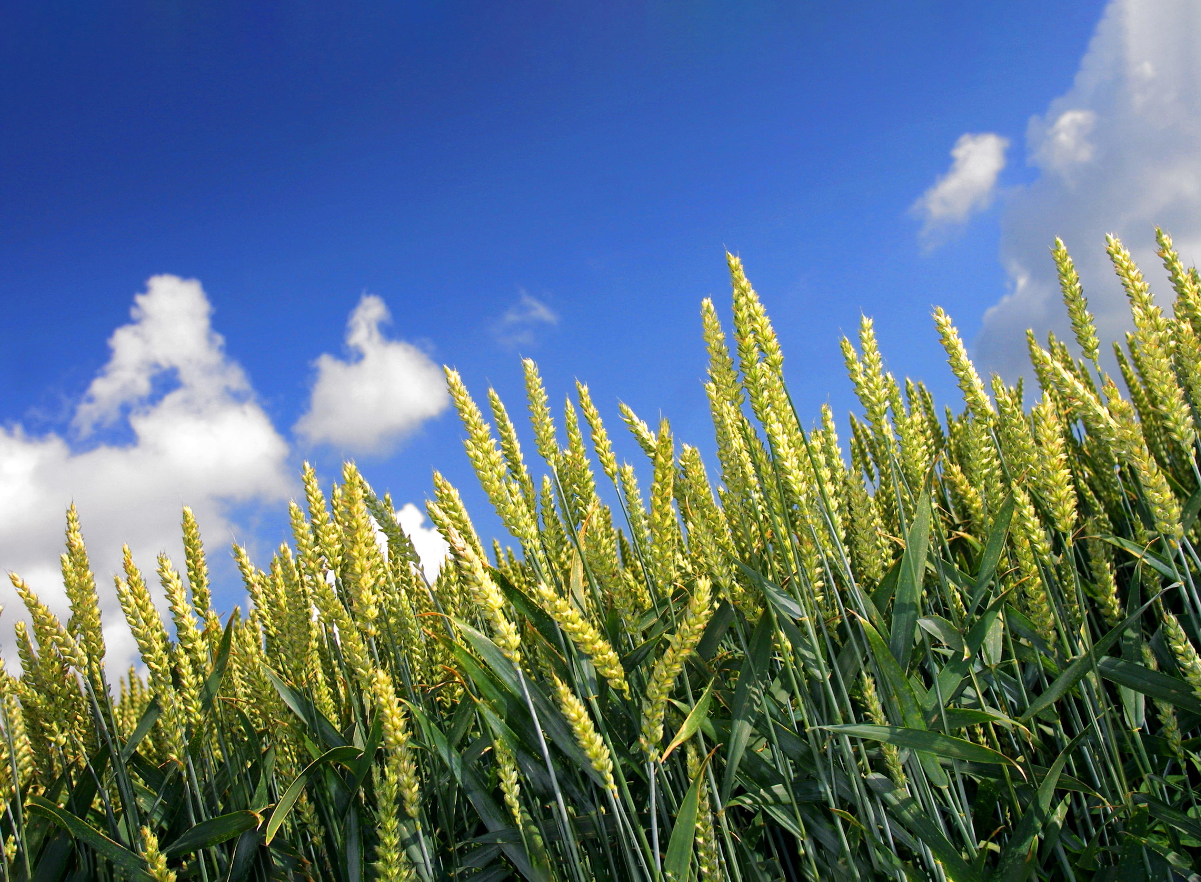wheat-summer-web