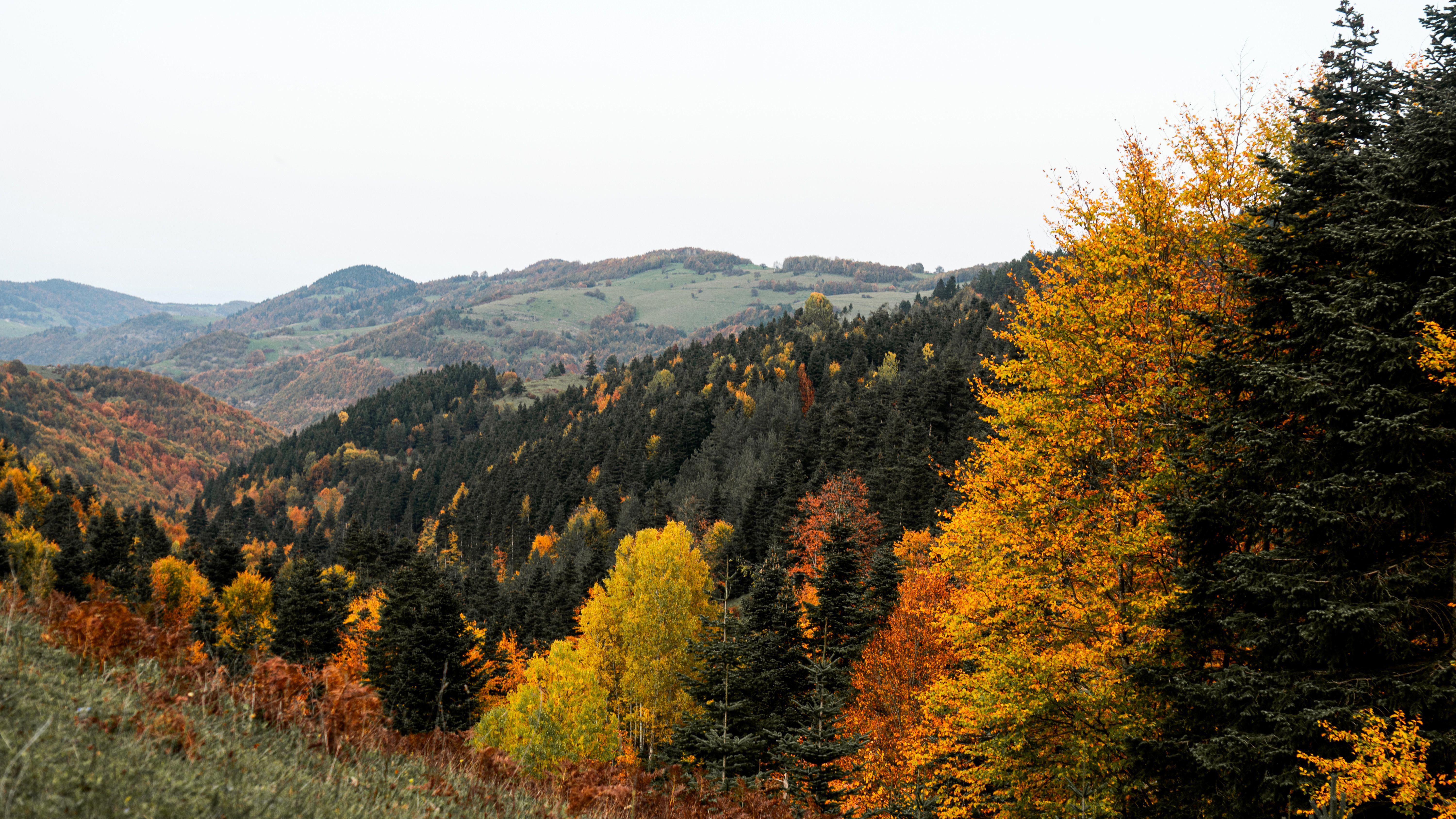 forest