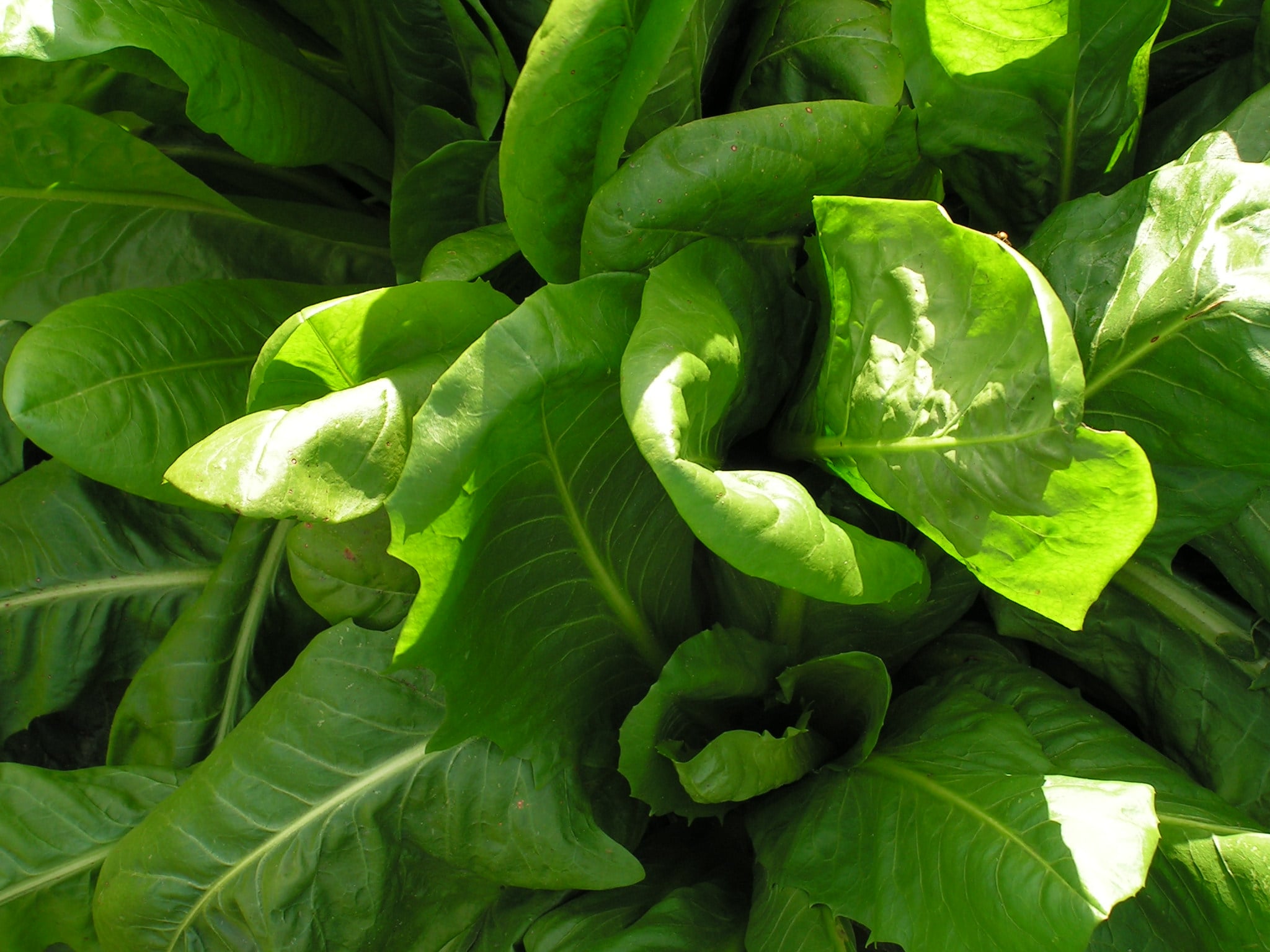 agro-crop-cicory