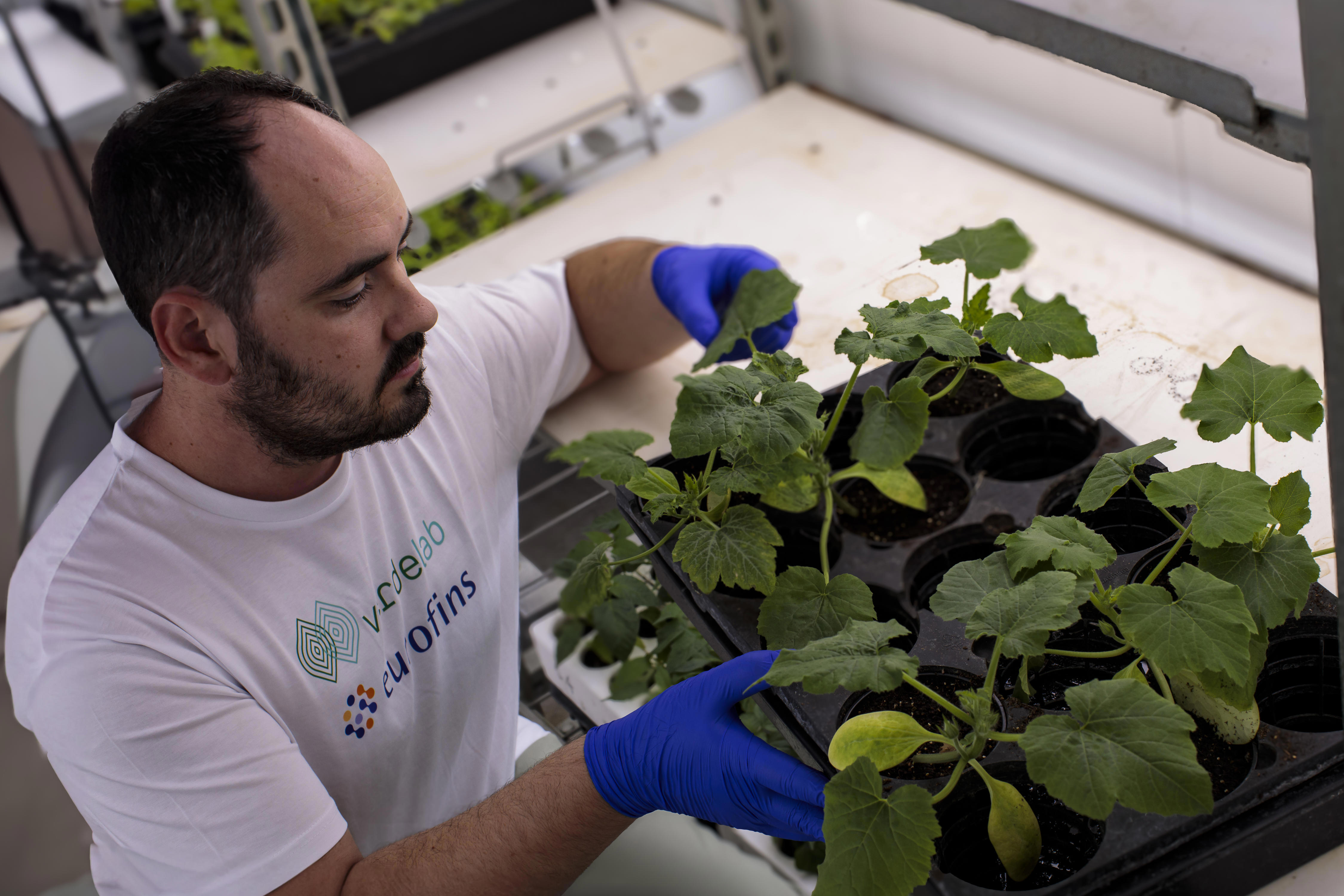 agro-man-plants-leaves-leave-seed-health-testing-verdelab
