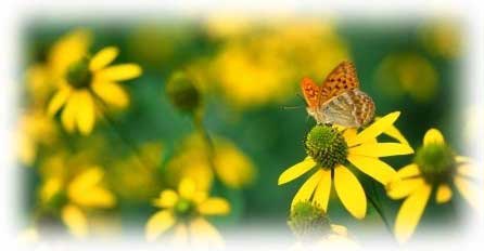 蝶と花の写真