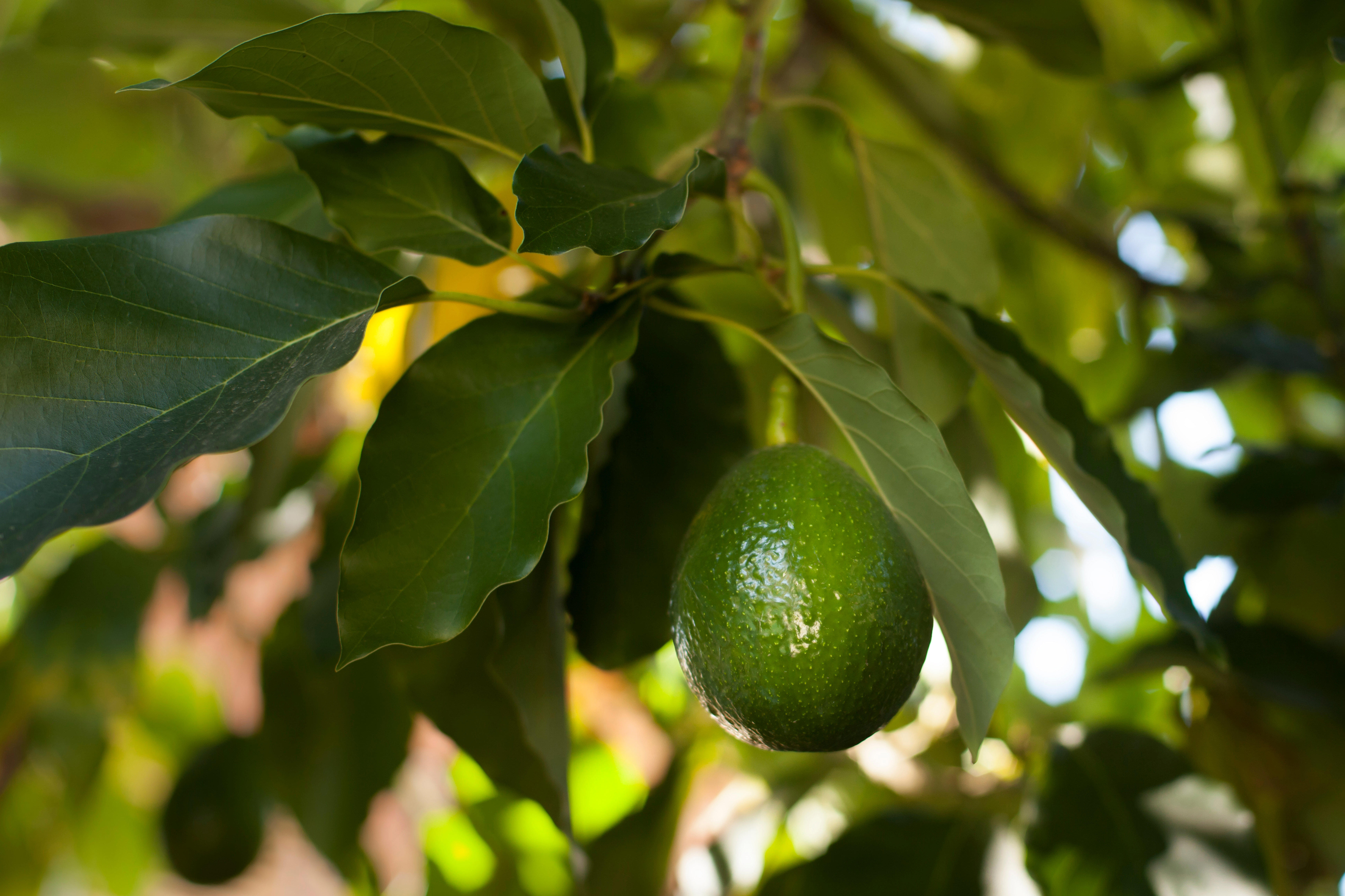 avocado-growing-on-tree_6876-x-4584-px