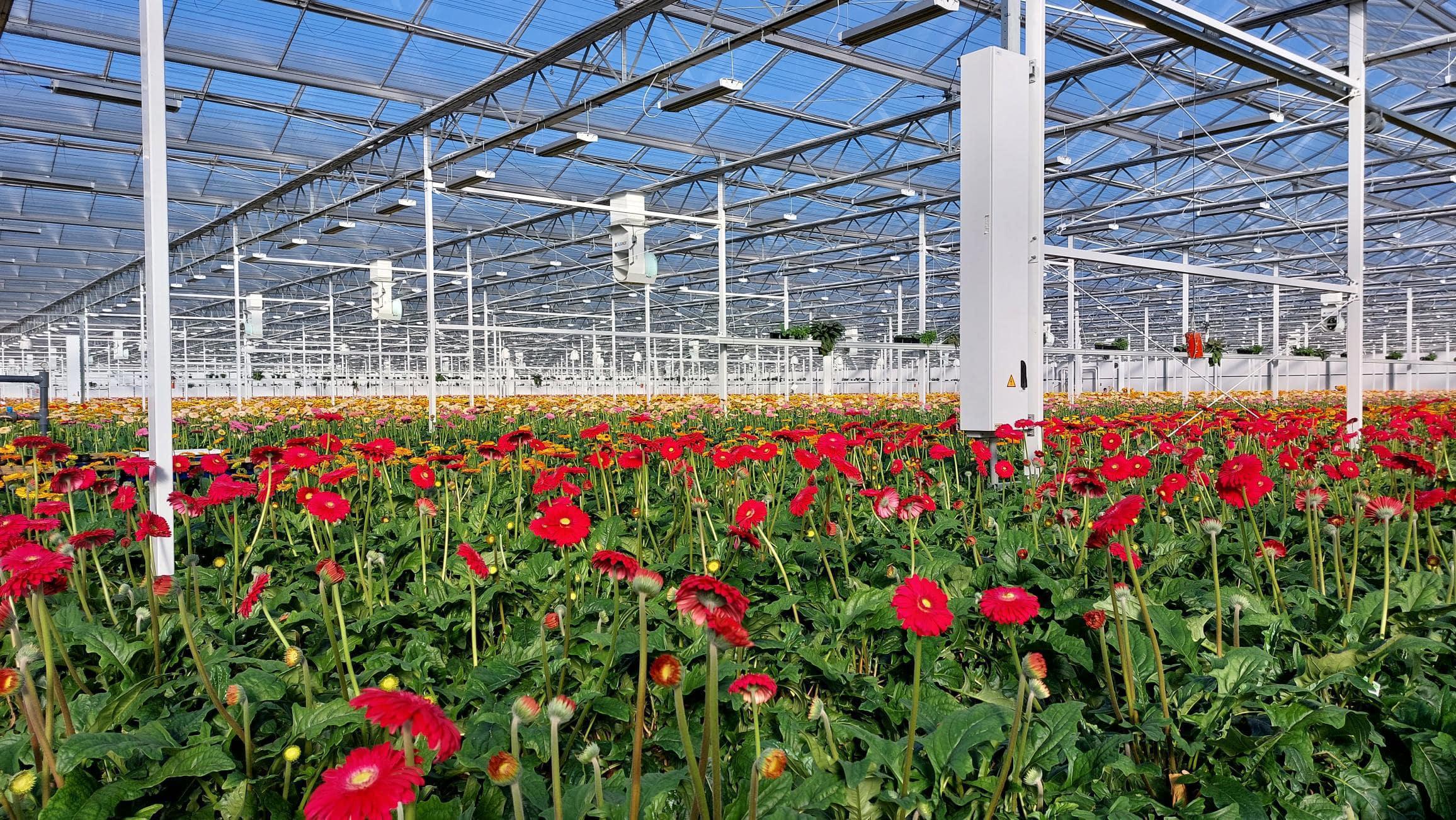 agro-daisy-red-greenhouse
