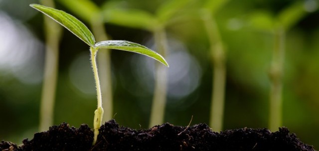 agro-germe-plants