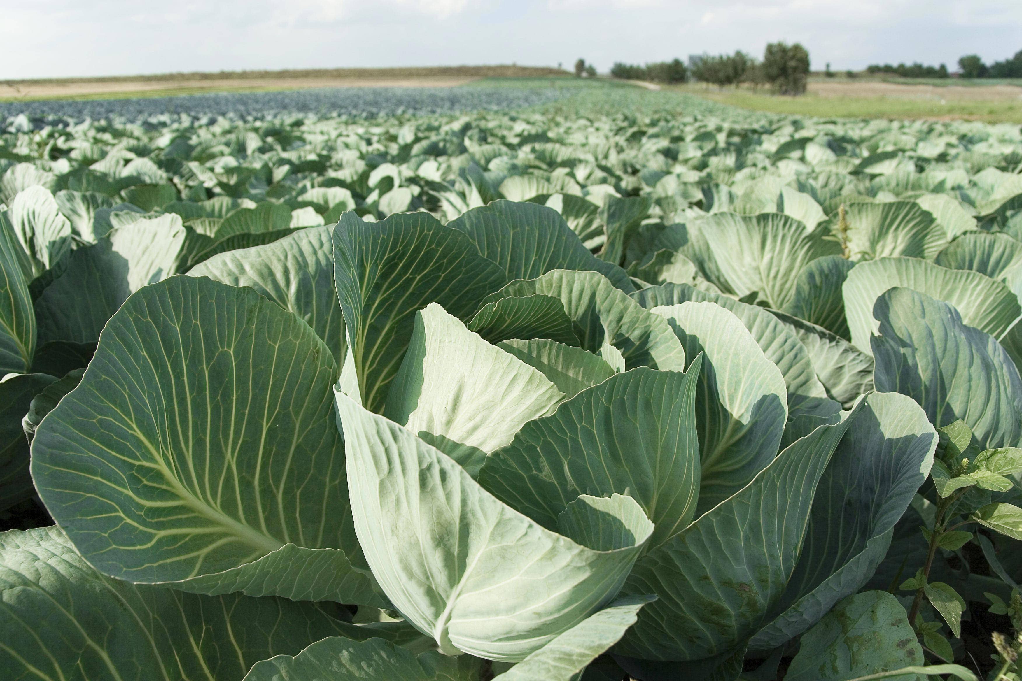 agro-crop-cabbage-field