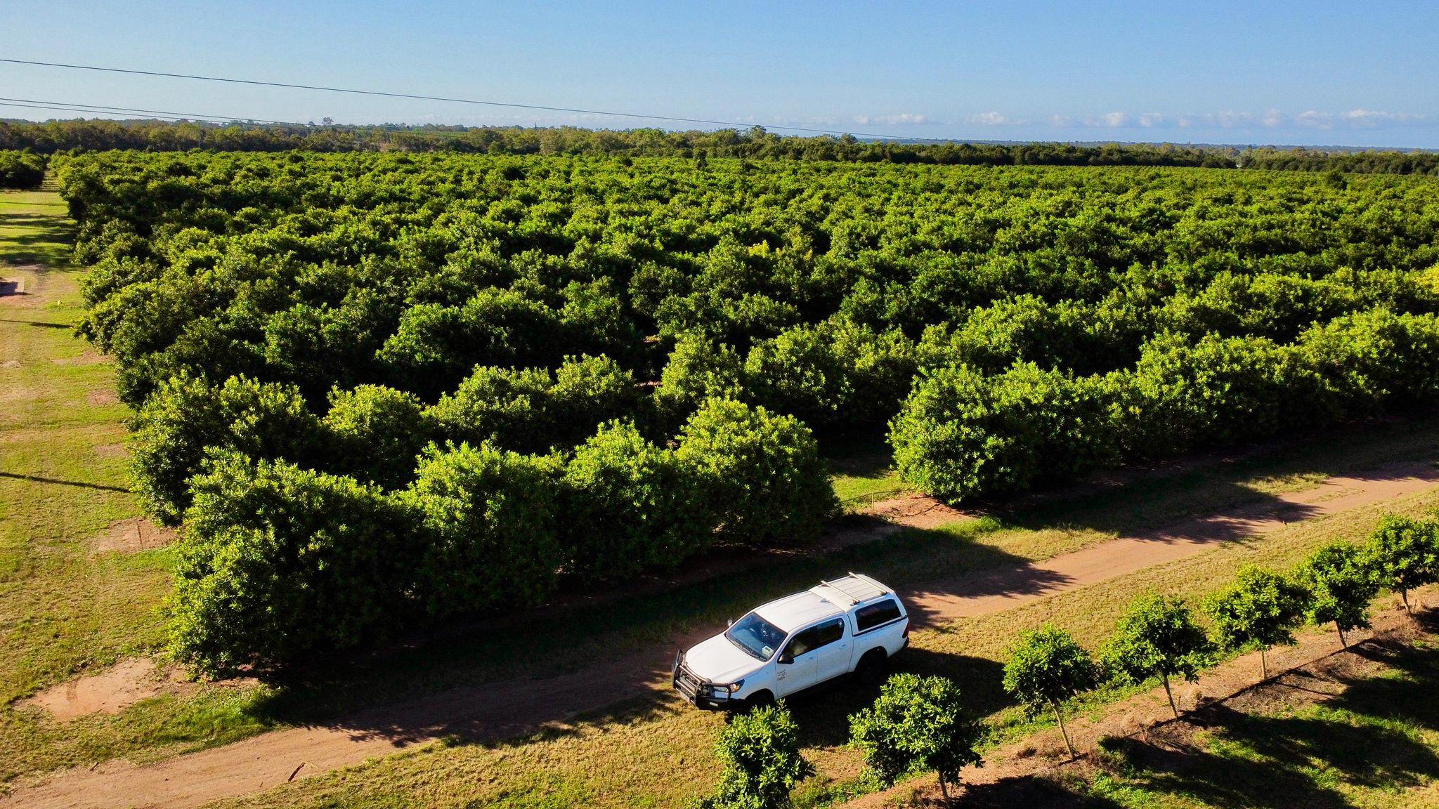 macadamias-bundaberg