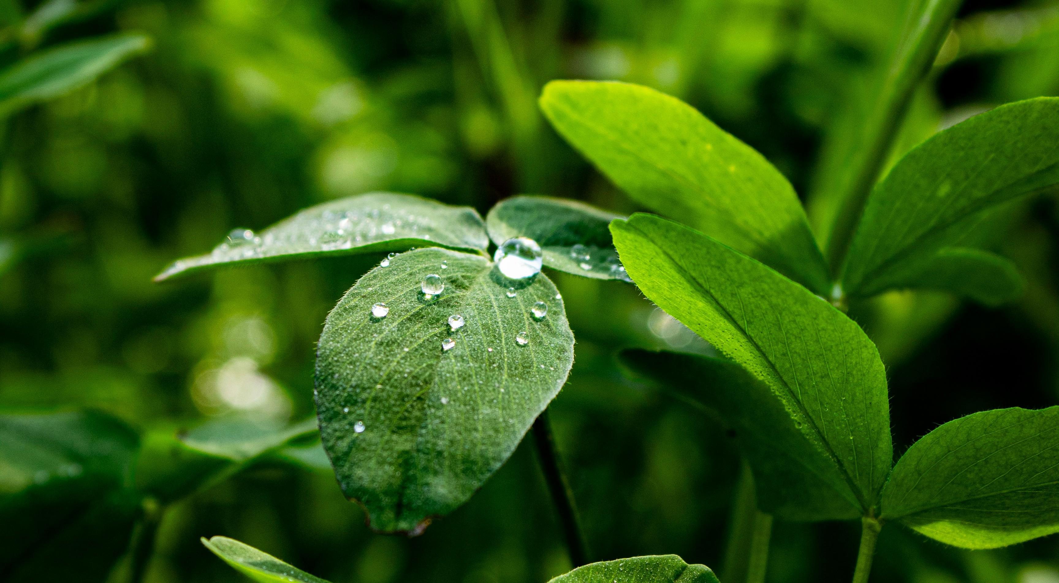 muhammad-hussam-nmkzufvhqdm-unsplash (1)