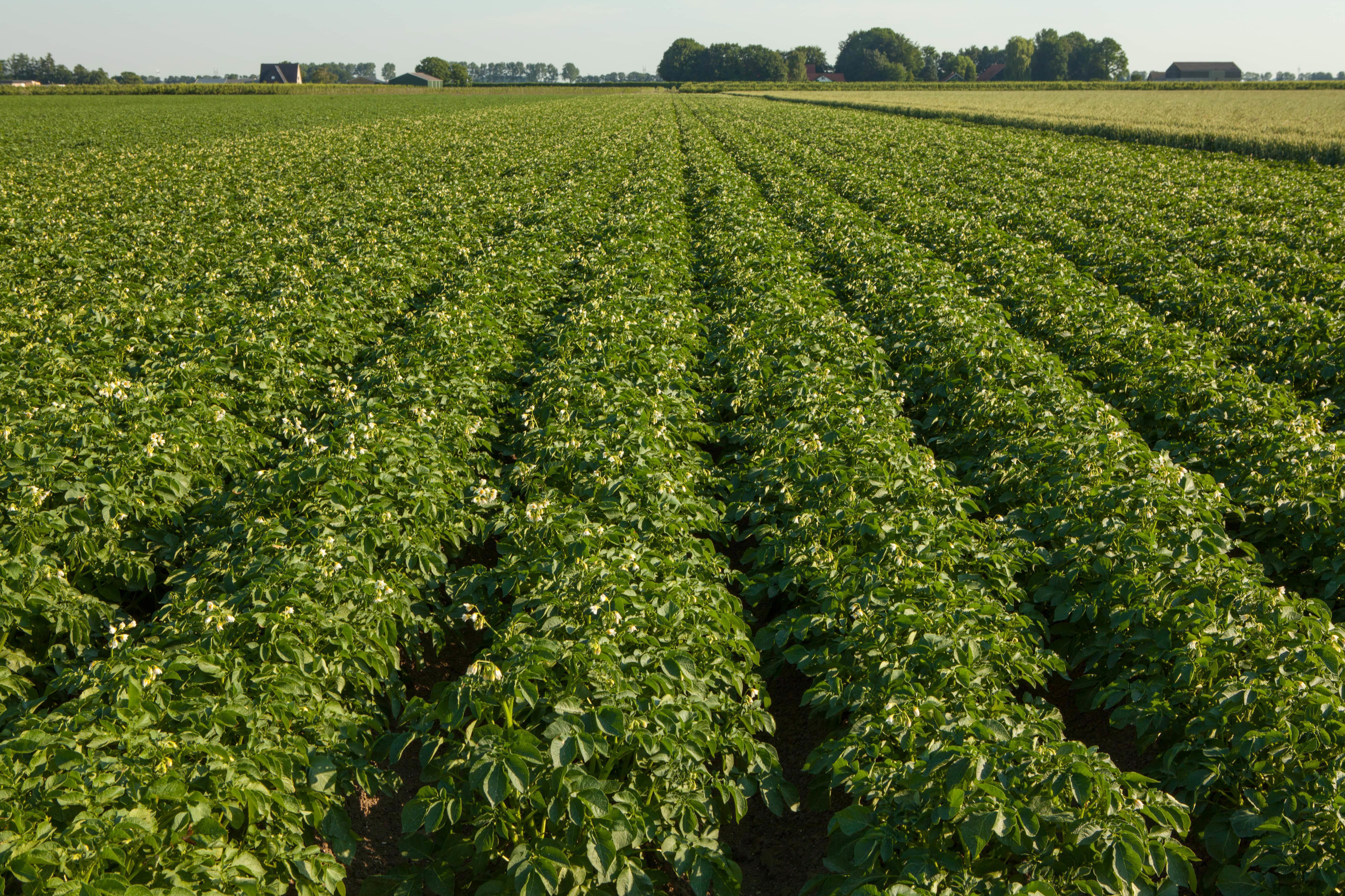agro-potato-field