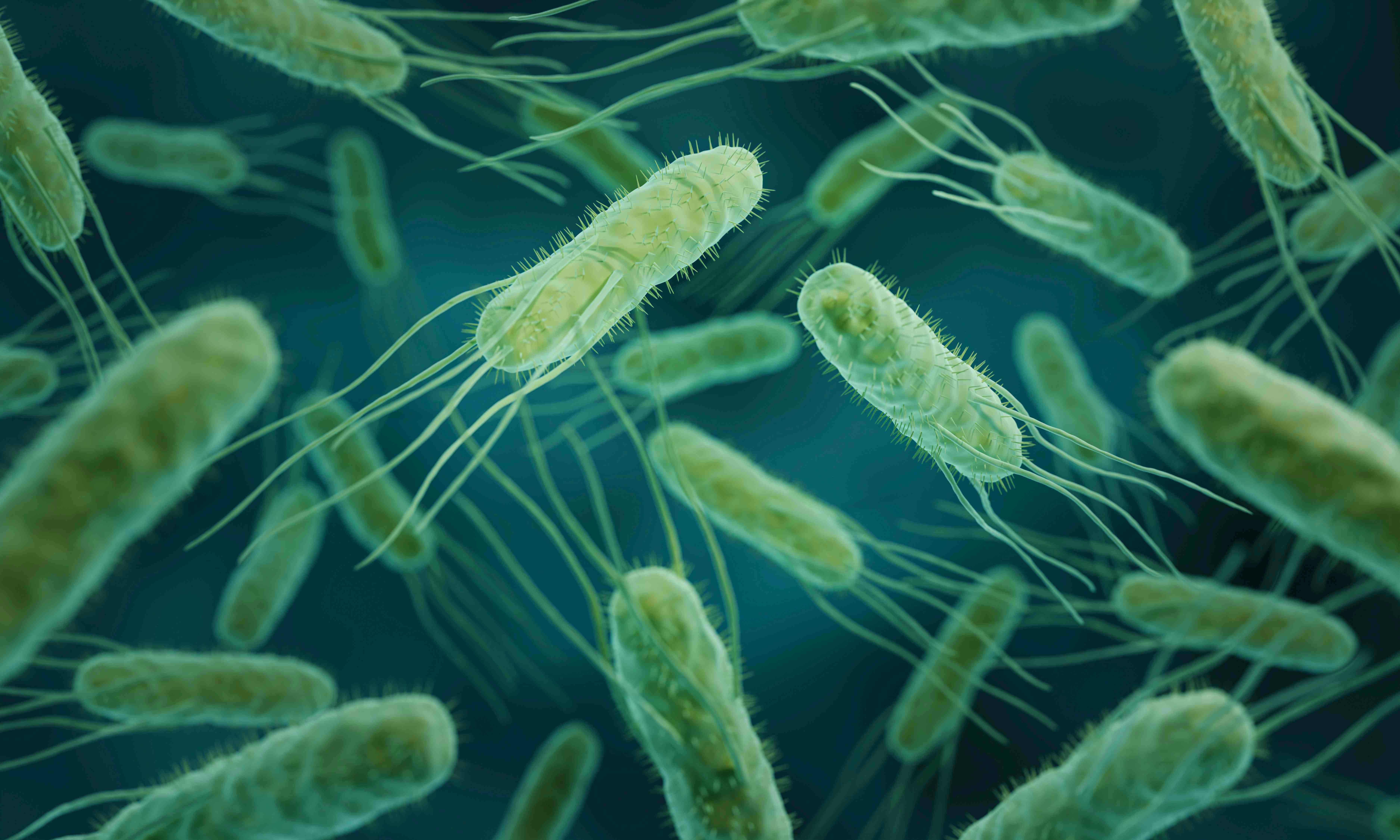 3d-illustration-of-salmonella-bacteria_7500-x-4500px