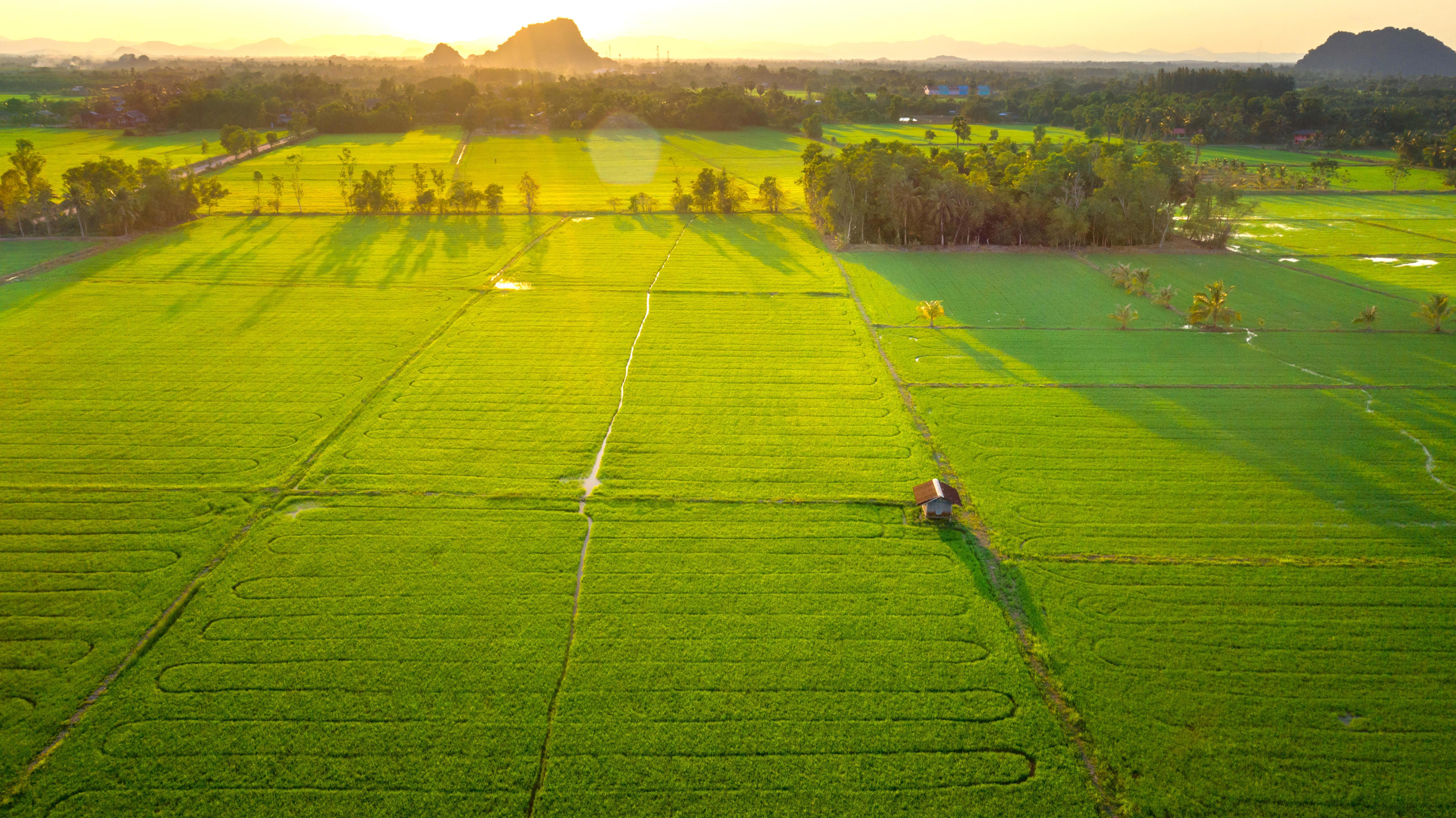 agro-rice-field-in-water-season-and-irrigation-from-drone_8038-x-4516-px-min