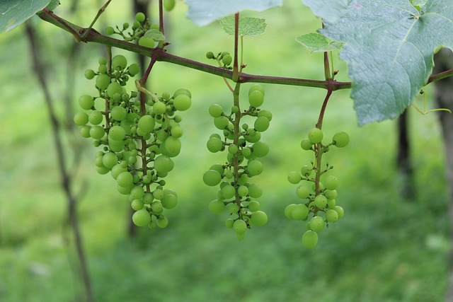agro-grape-green-young