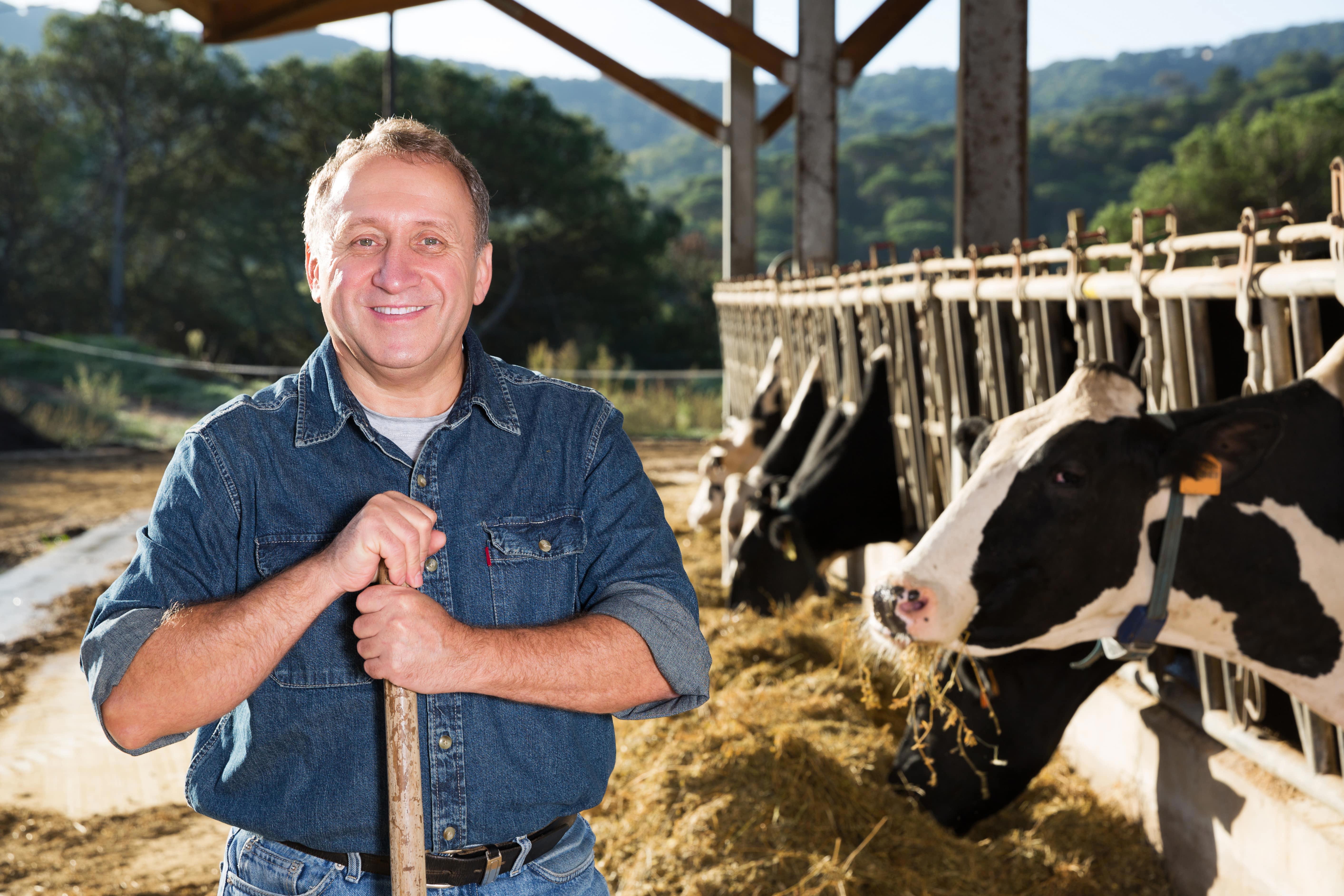 agro-dairy-farmer-senior-age-outside-cows-feeding-web
