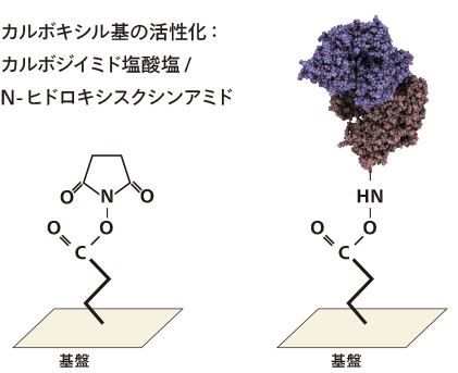 カルボキシル基の活性化