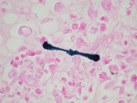 c013p