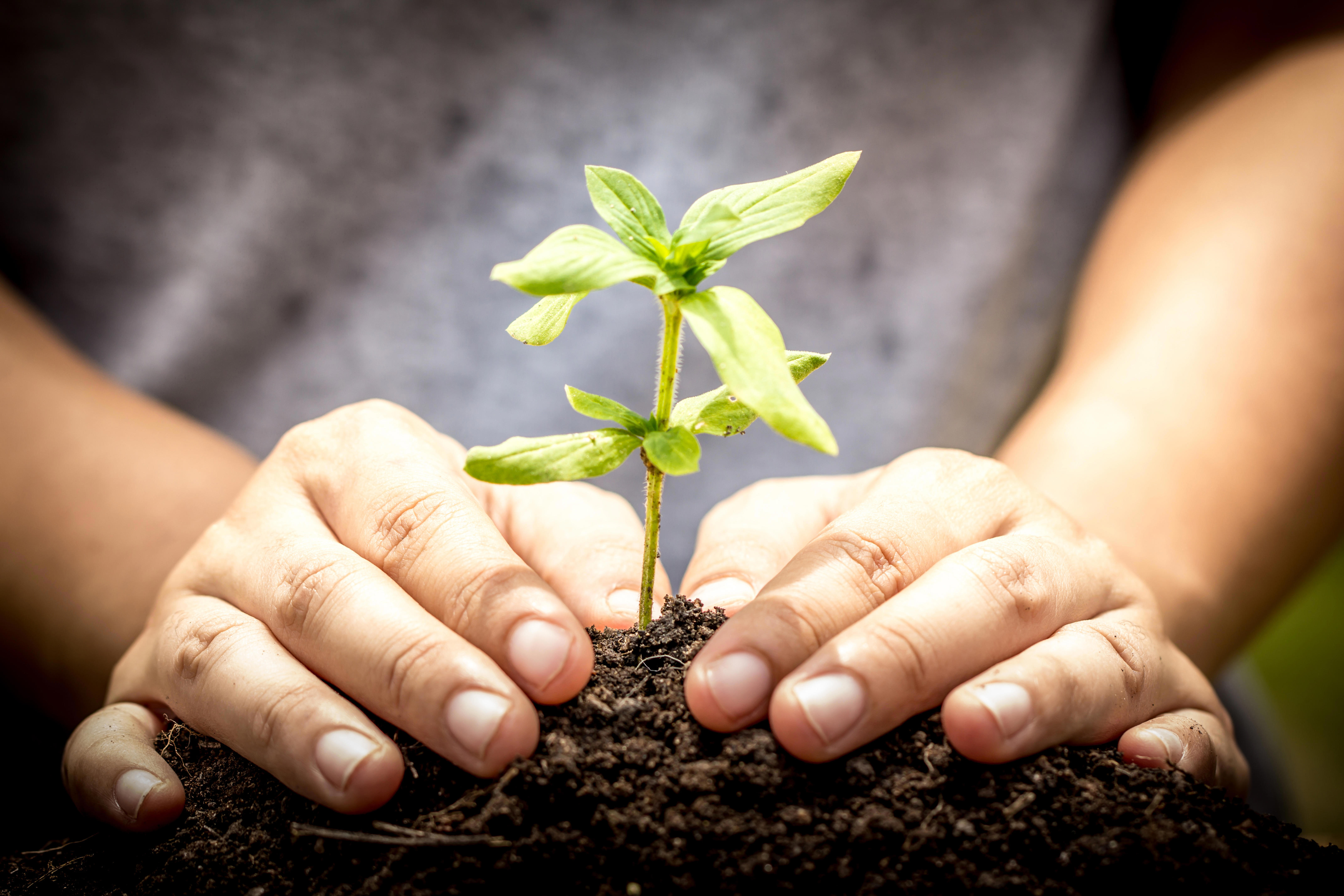 agro-soil-hands-smal-plant