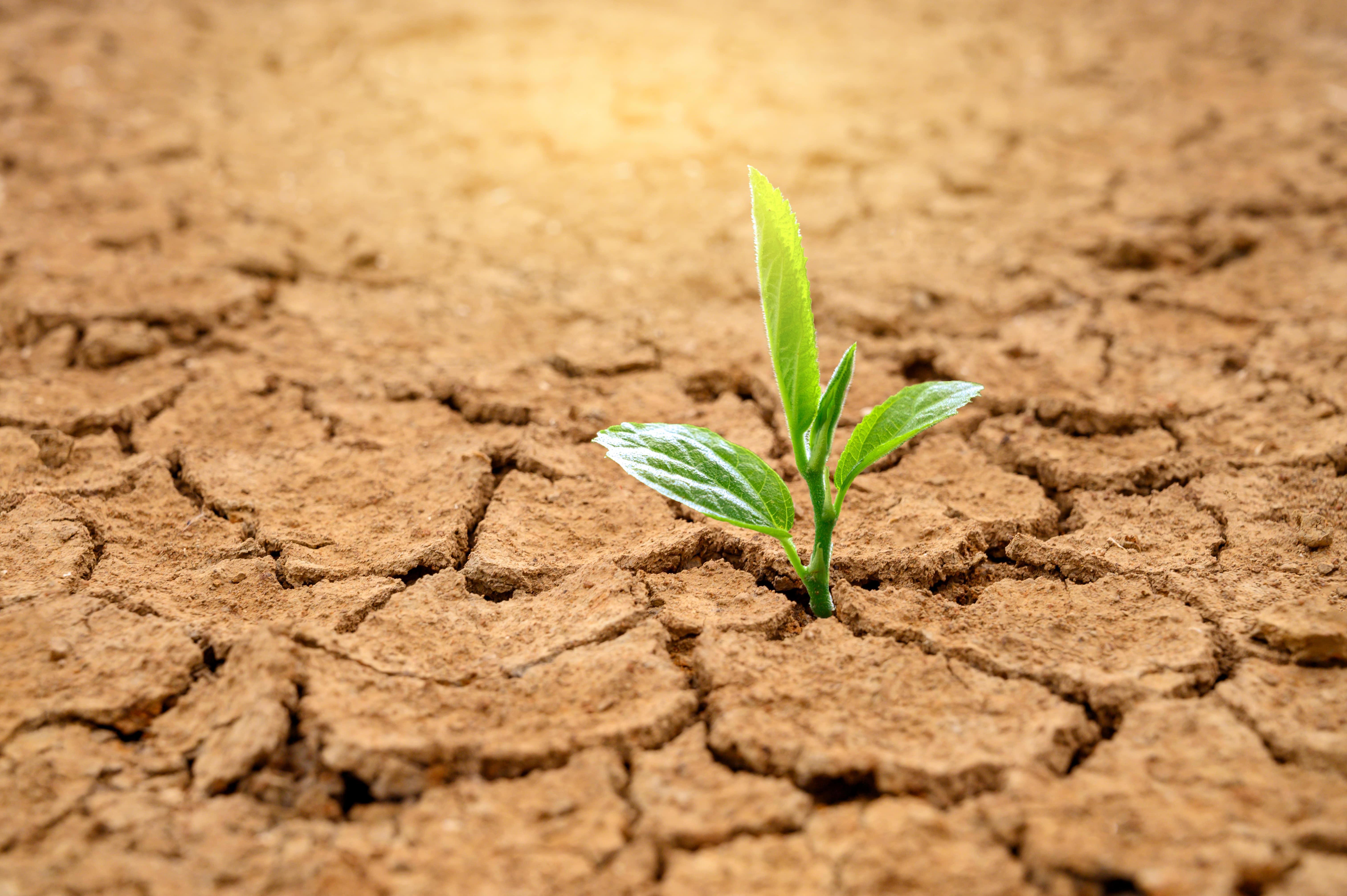 agro-dry-earth-with-plant-web