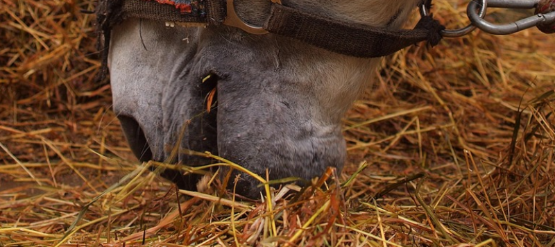 agro-horse-closeup-hayhorse800x357 (1)