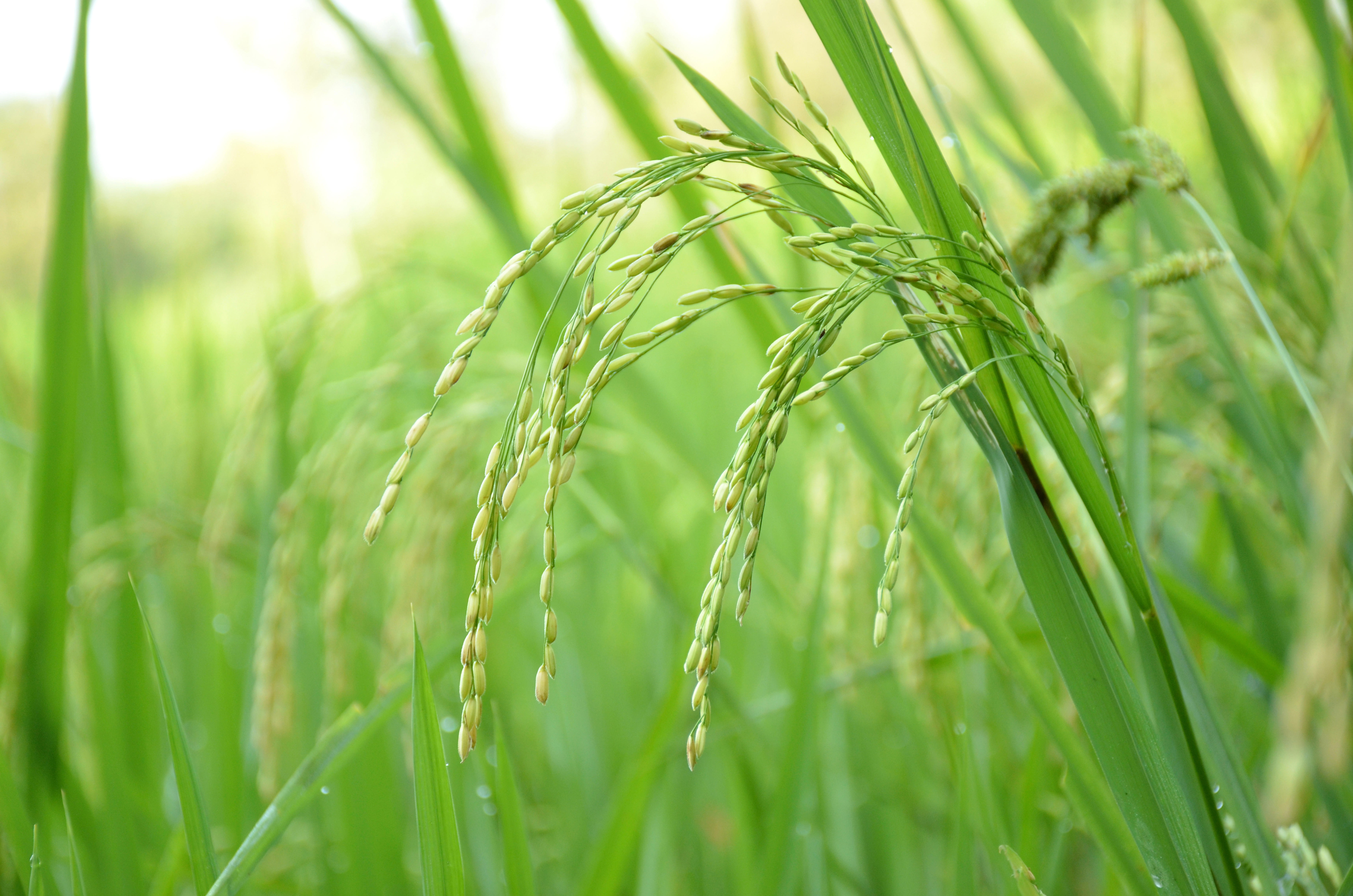AS_the-green-ripe-paddy-plant-grains-in-the-season_7392-x-4896px