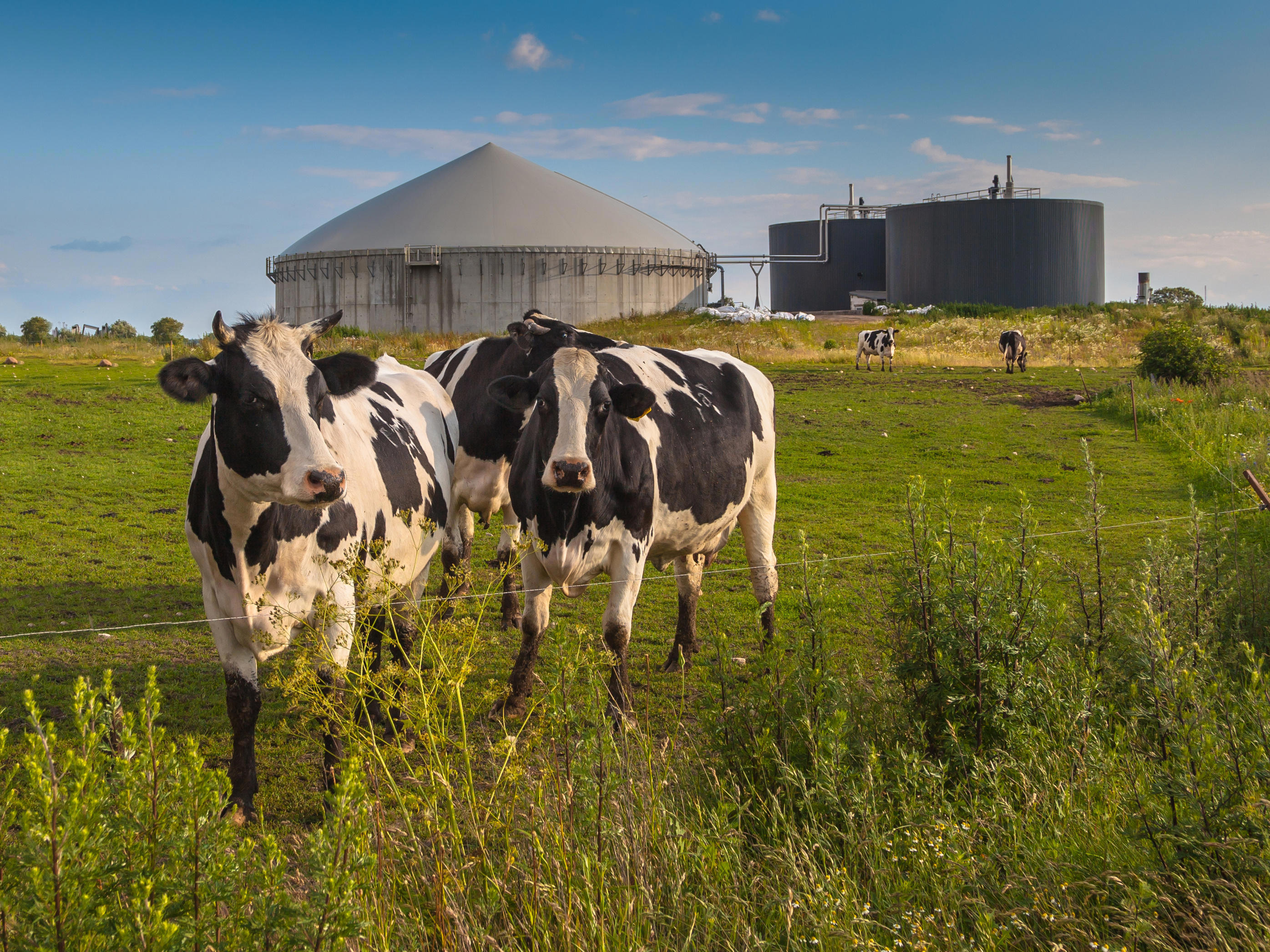 agro-biogas-installation-cows