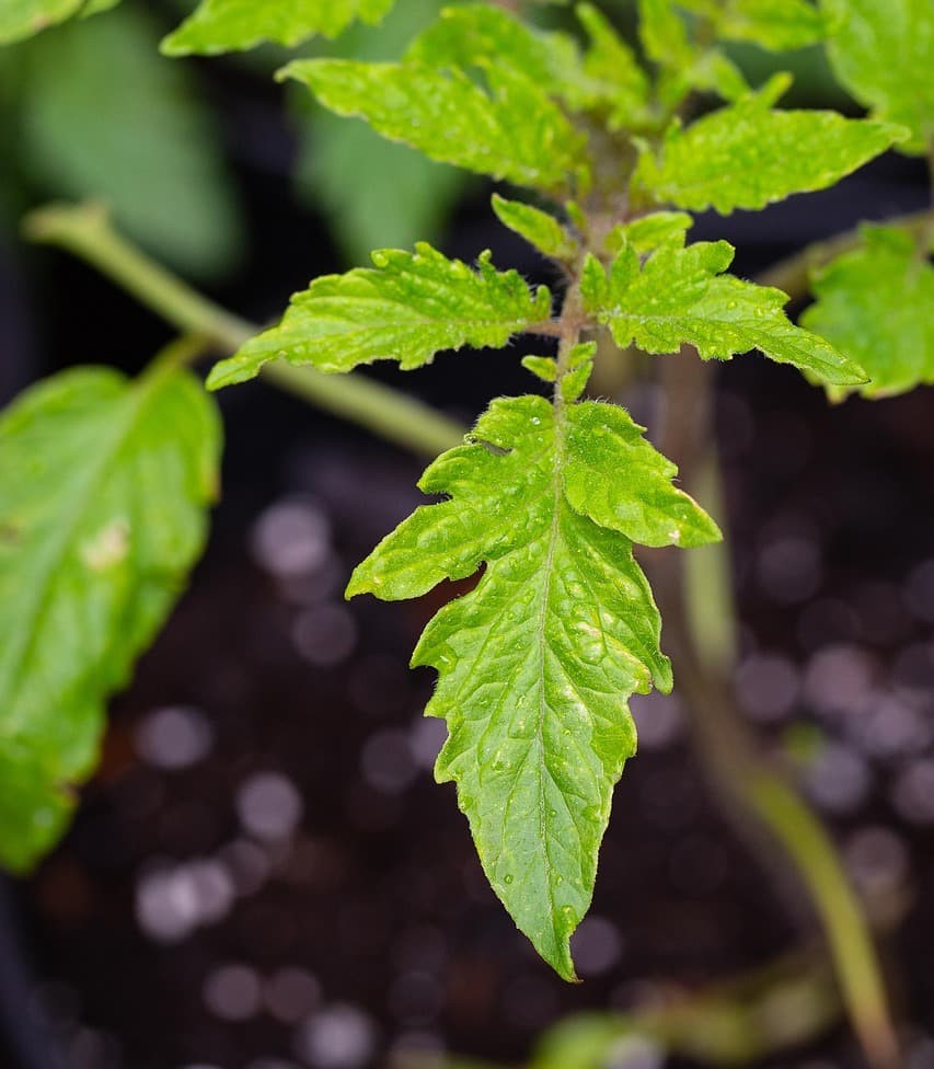tomato-leaf1-min (1)