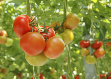 agro-tomaten