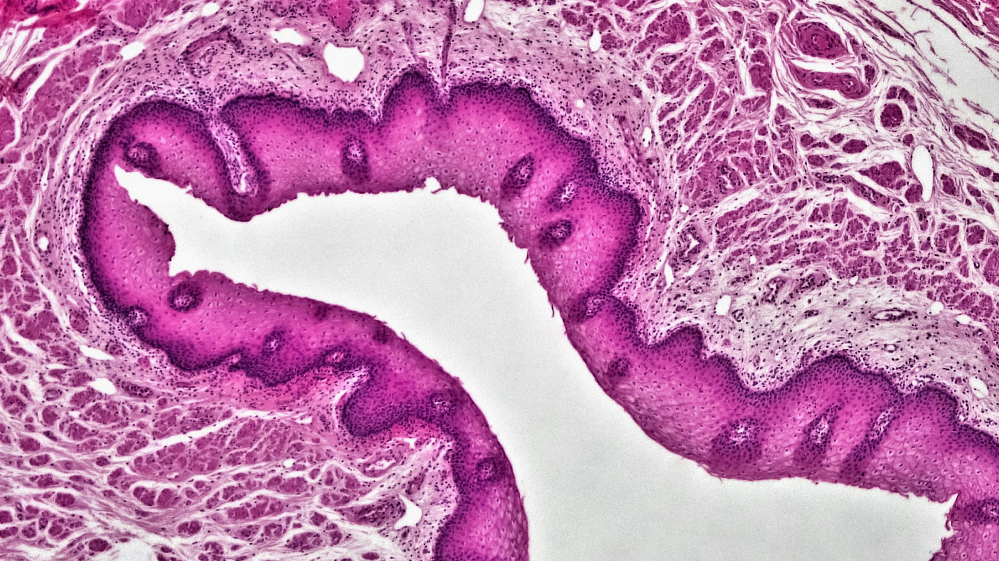 bioscience-image-library-by-fayette-reynolds-4fborjxrq3k-unsplash