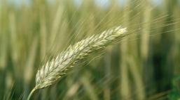 agro-grain-single