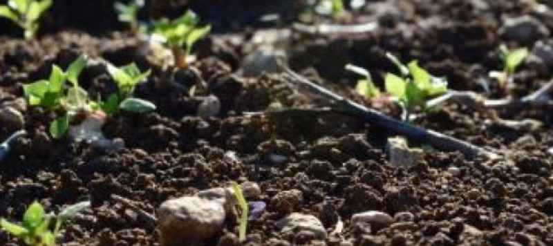 agro-soil-lifemonitor-plant-soil800x357