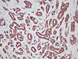 c054b