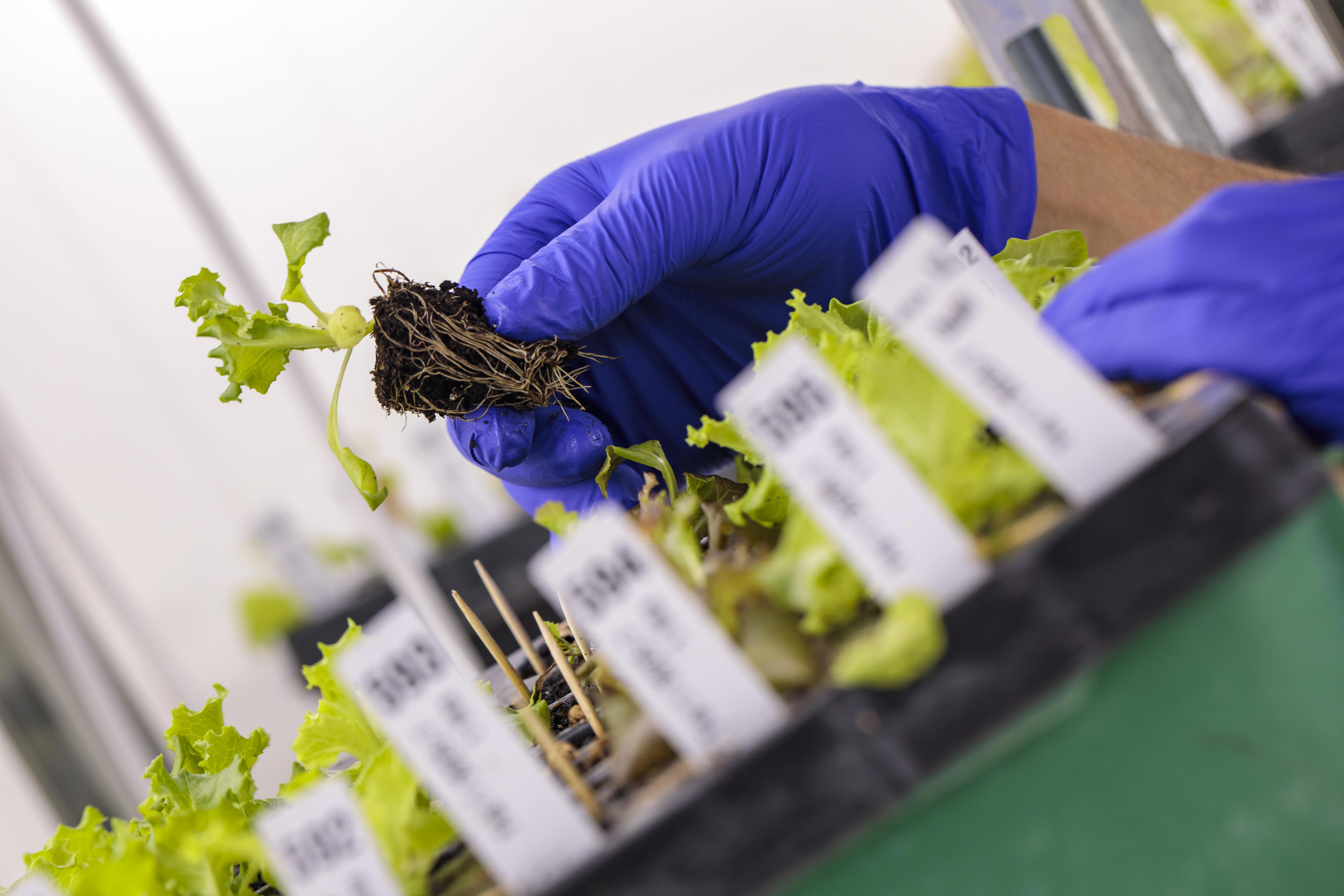 agro-seed-germ