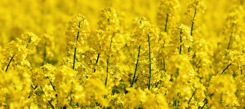 agro-oilseed-rape800x357