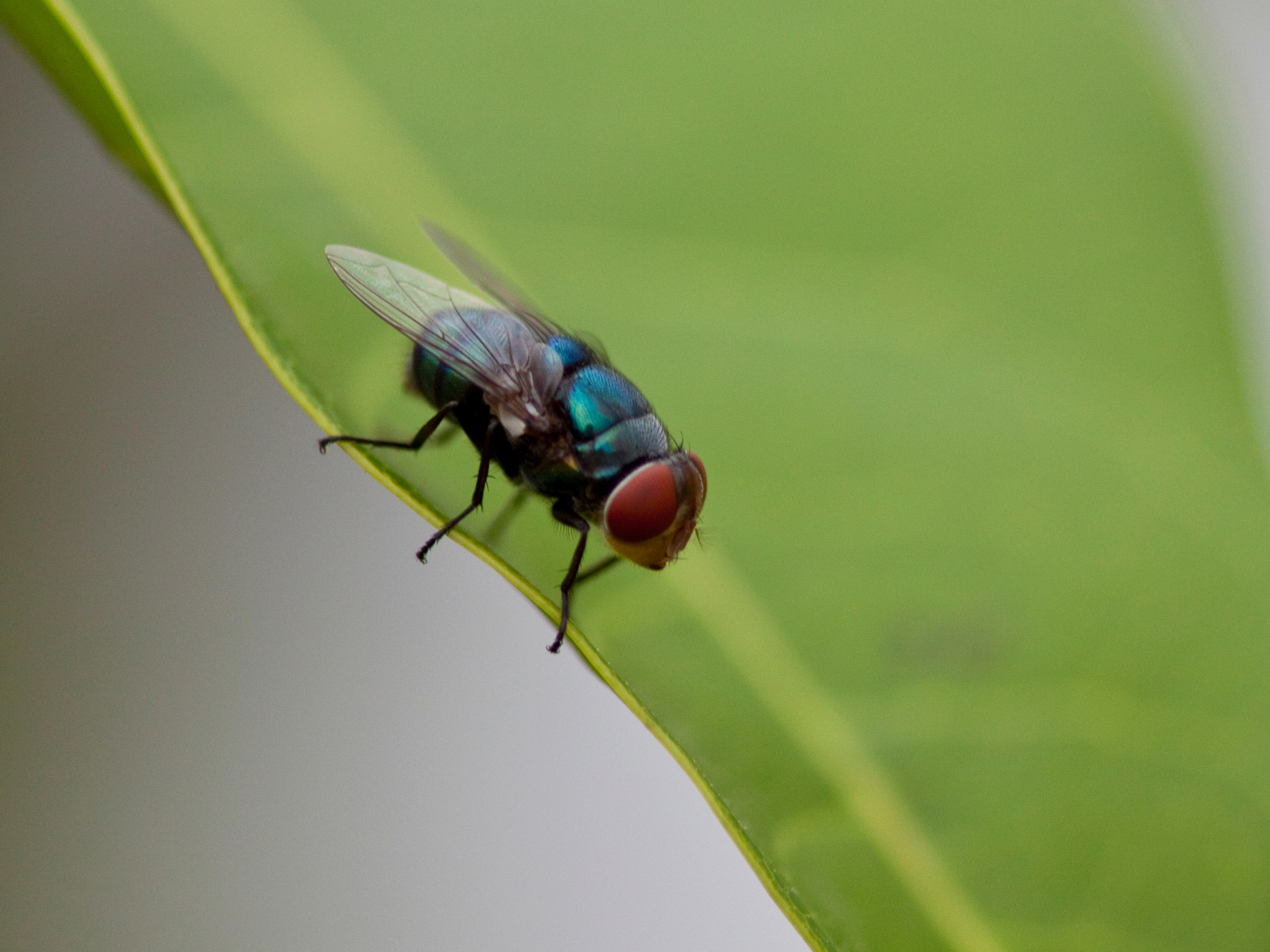 4by3_flies-on-leaf_4975-x-3316-px