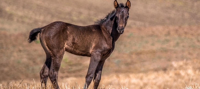 agro-horse-foal-800x357pix1