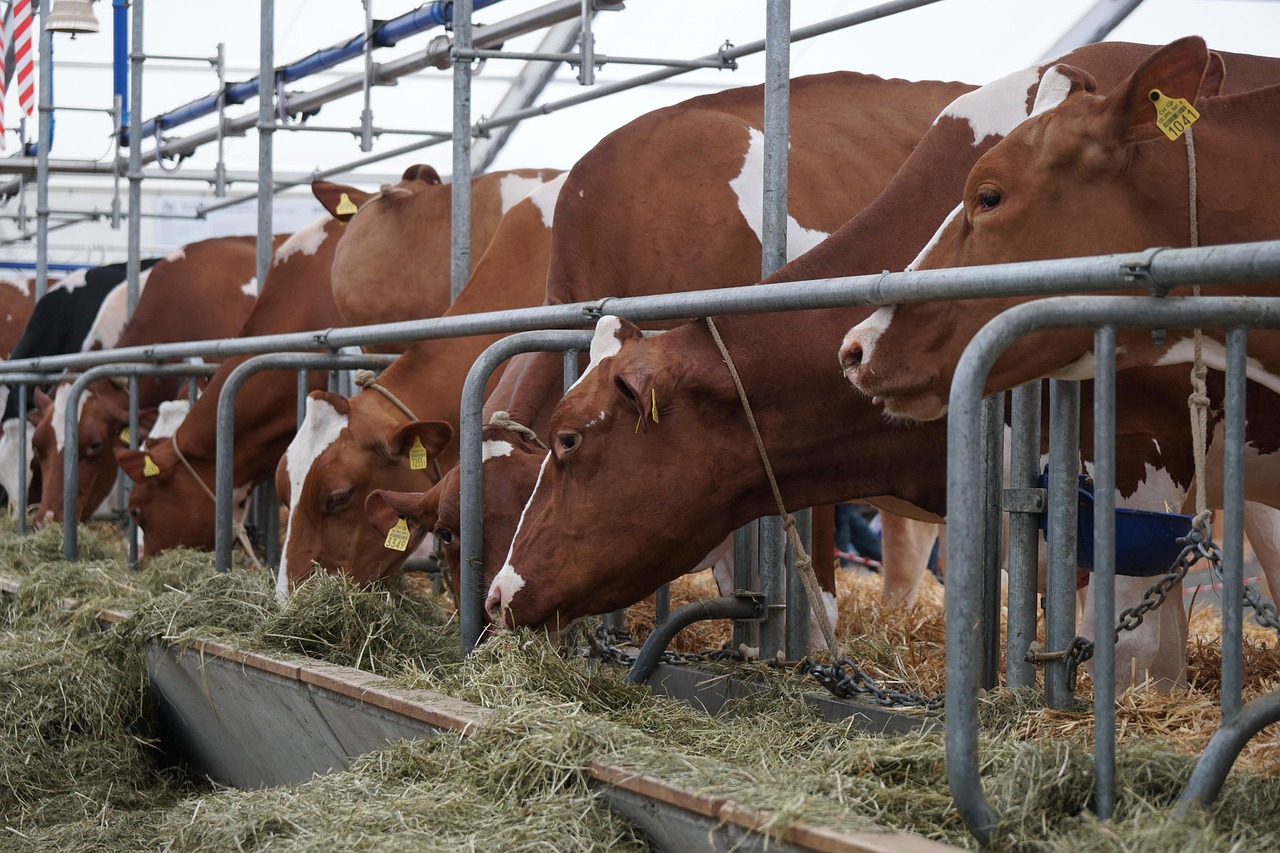 agro-cows-red-eating-hay-stable