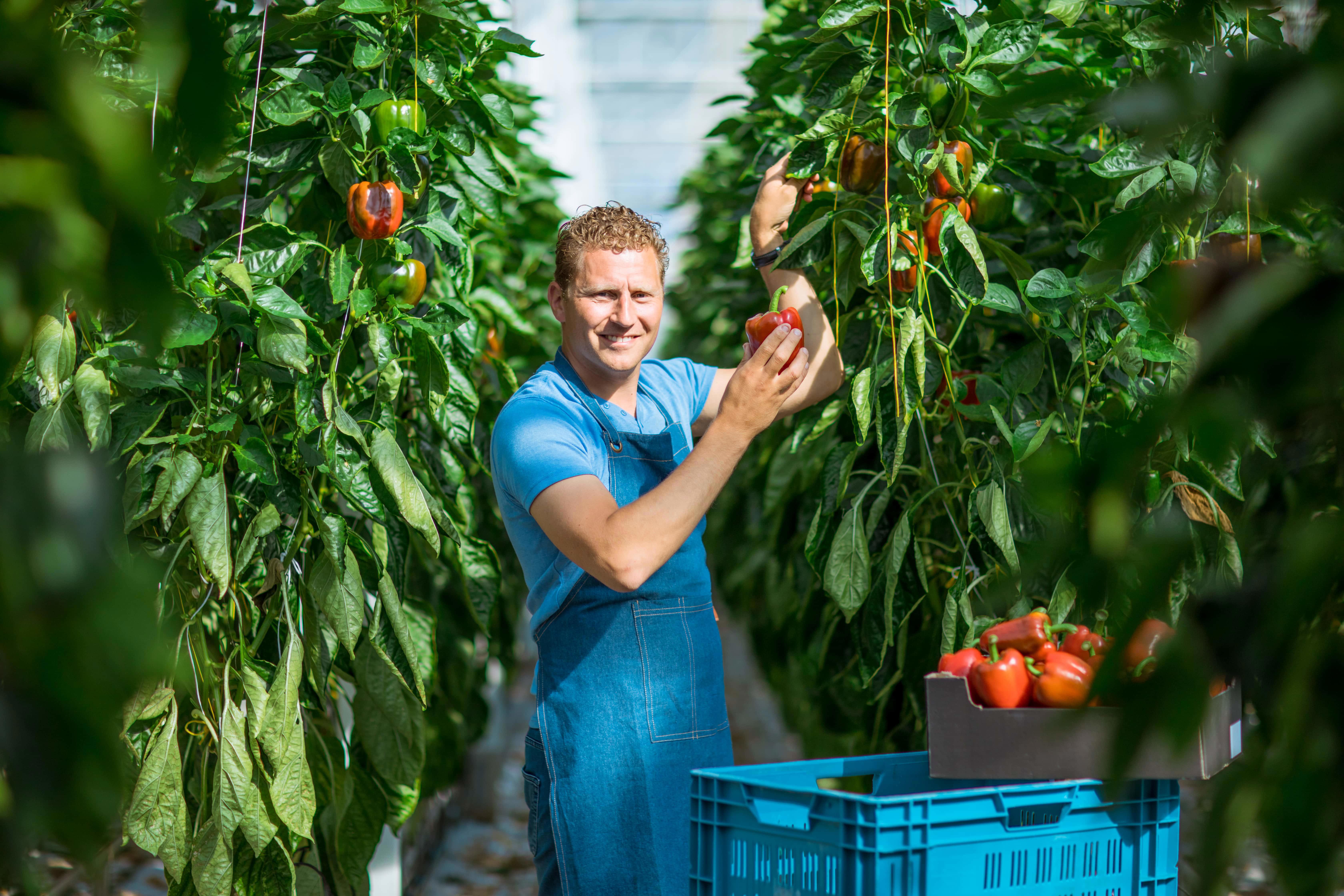 agro-greenhouse-grower-paprika6720x4480