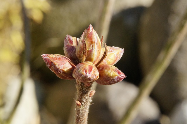 agro-plant-bud