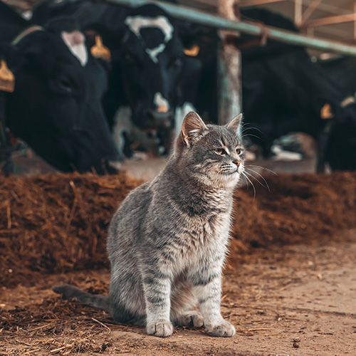 pet-food_feed_500x500px