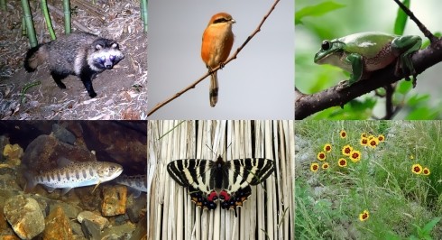 動物や植物の写真